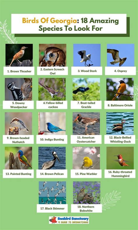 Georgia Birds Identification Chart