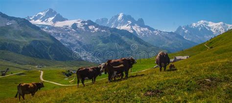 Ganado Vacuno Pastoreando En Chamonix En Haute Savoie En Francia Foto