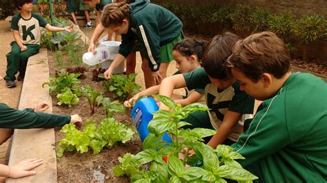 Projeto Horta Na Escola Col Gio Koelle