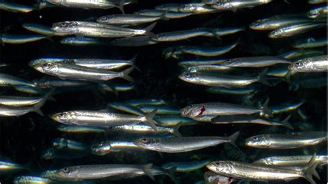 Pacific Sardine California Sea Grant