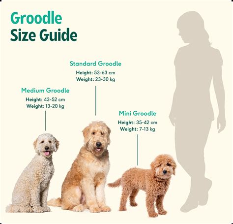 groodle breed insights care personality expert tips lyka blog