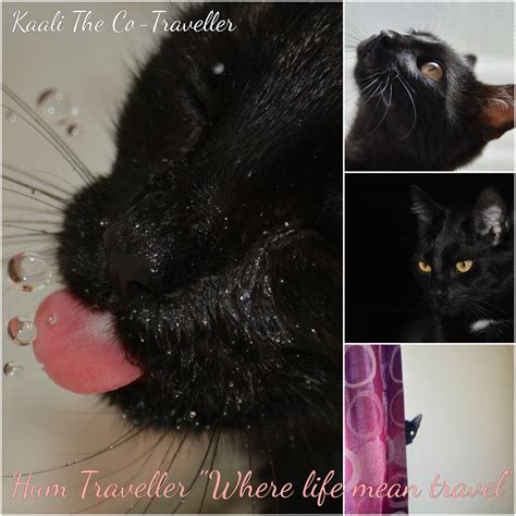 Hum Traveller: Its Caturday of Cat Adoption Month
