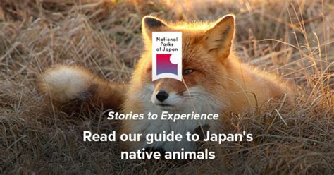 Wildlife Tours | National Parks of Japan