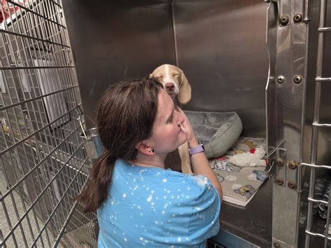Beagle Mix? | Our Beagle World Forums