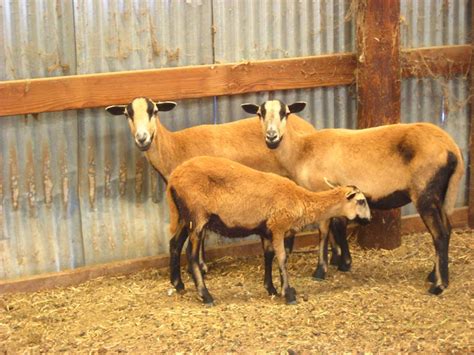 Barbados Blackbelly sheep - Little House on the Fish Farm ~ near Kings ...