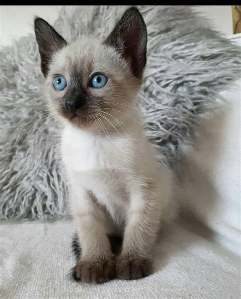Siamese Kitten With Blue Eyes On Couch