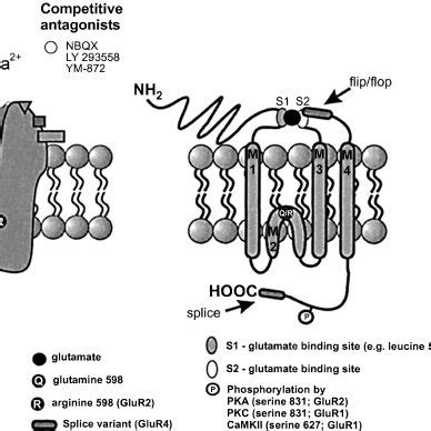 Schematic of kainate receptor pharmacology, subtypes and topology ...