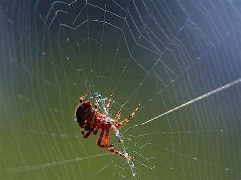 picture spider spider web close