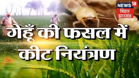 Wheat Farming हानिकारक कीटों से गेहूं की फसल में कैसे करें रोकथाम जानिए Annadata