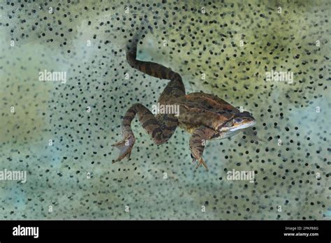 Common Common Frog Rana Temporaria Adult Swimming Underwater