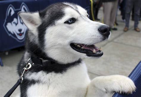 Uconn Jonathan The Husky