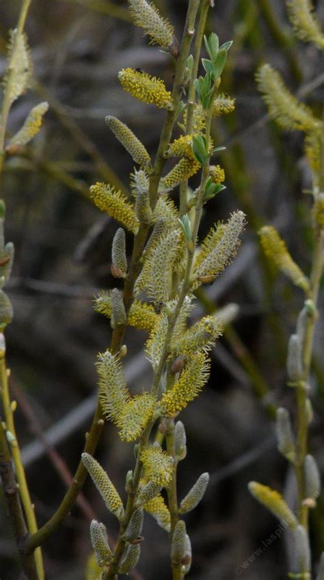 Salix Lasiolepis Arroyo Willow