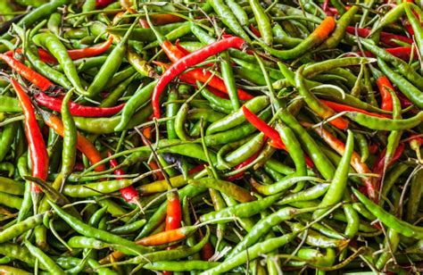 Green Chilli Market Price Today In Delhi And Haryana On 04 April 2024