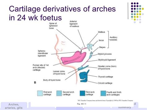 Development Of The Branchial Arches