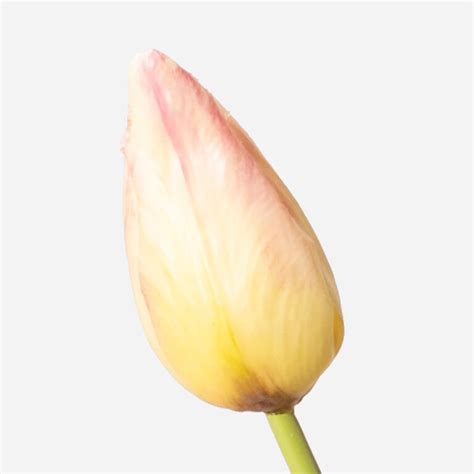 Kunstbloem Tulp Witroze 62 Cm Mooie Kunststelen FloraWorks