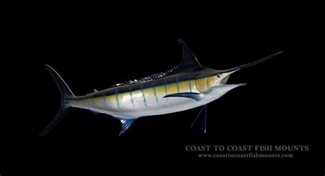Blue Marlin Fish Mount Replica