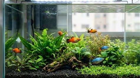 Espécies De Peixes De Aquário Pequeno - 7 peixes ideais para aquário pequeno e fáceis de manter em casa ...