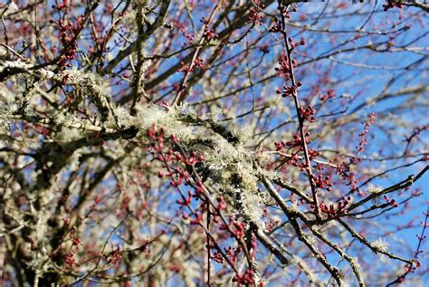 Free Tree buds Stock Photo - FreeImages.com