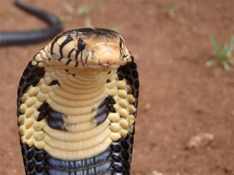 Forest Cobra Reptiles And Amphibians Snake Venom Snake