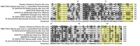 Deduced Amino Acid Sequence Alignment For Helicases Of Orpv1 And Some