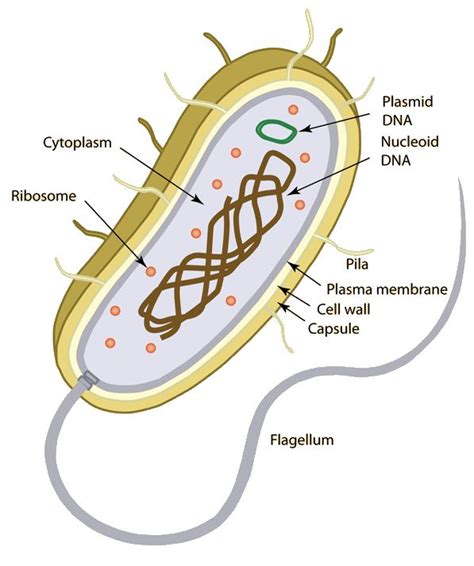 Prokaryotic Cells Diagram