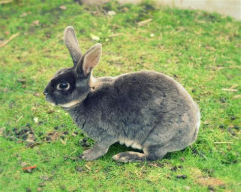 Bunny Blonde BUNNIES