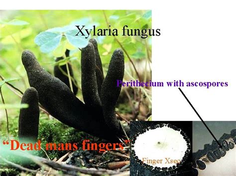 Ascomycetes Phylum Ascomycota Ascomycetes Group of fungi characterized