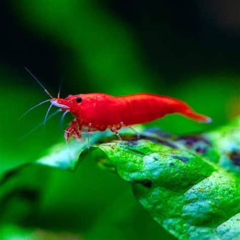 Fire Red Cherry Shrimp Planted Tank Mates