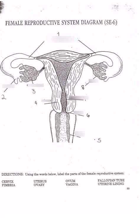 Female Reproduction Diagram Quizlet