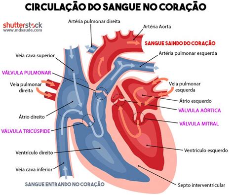 Coração E Circulação - circulacao-coracao - Enfermagem