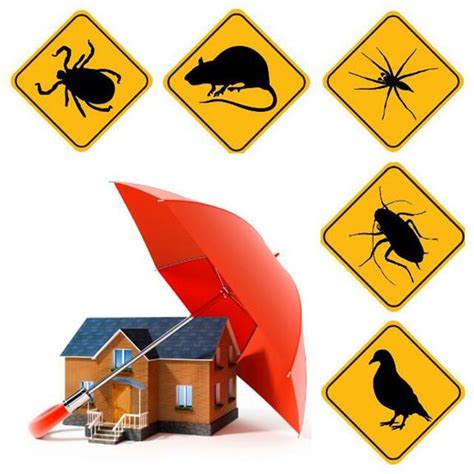 Critter Ridders Pest Control - Benoni. Projects, photos, reviews and ...