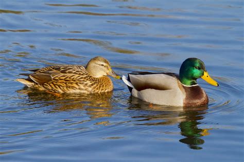 Male vs. Female Ducks (8 Main Differences) - Bird Helpful