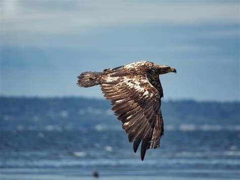 Strengthening State Endangered Species Acts to Conserve Biodiversity ...