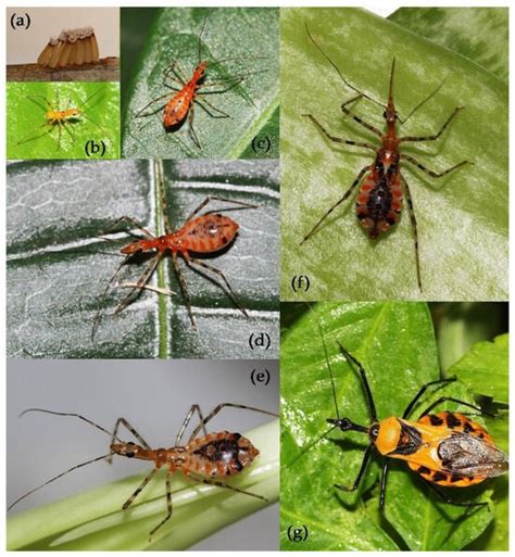 Insects Free Full Text Review Of The Genus Sycanus Amyot And Serville