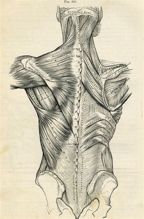 Human Back Human Body Anatomy Illustration 1887 Antique