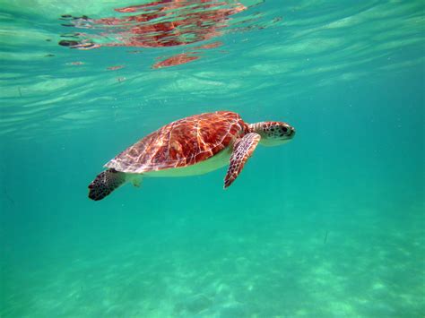 Sea Turtle Underwater · Free Stock Photo