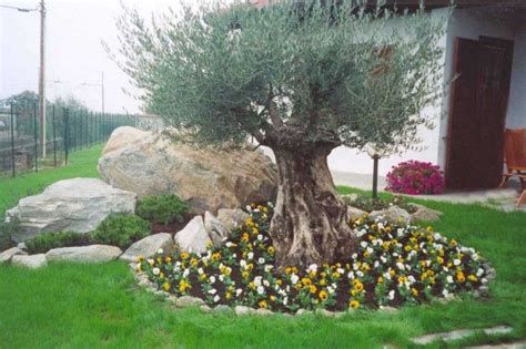 11 Brilliant Ideas To Frame An Olive Tree With Fantastic Flower Beds