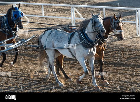 Chuckwagon racing at the annual Calgary Stampede, Calgary, Alberta ...