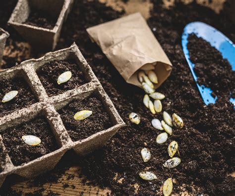 How to grow winter melon - expert tips for great harvests | Homes and