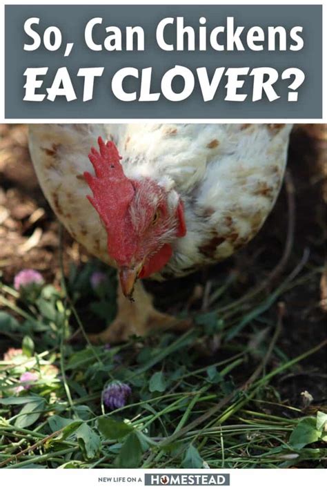 So Can Chickens Eat Clover