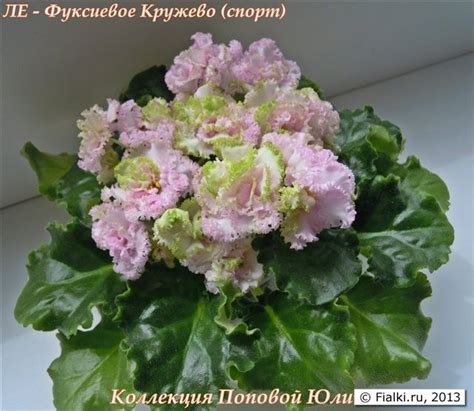 LE - Fuksievoe Lace, sport | Африканская фиалка, Комнатные растения ...