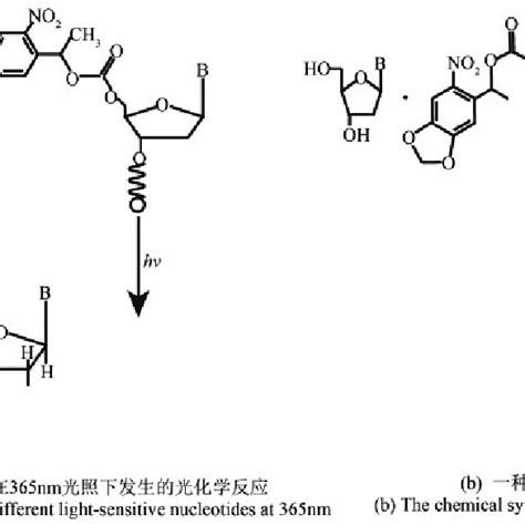 Different types of nucleotides | Download Scientific Diagram