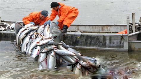 Amazing Fishing Net Catch Giant Fish On River Awesome Catching