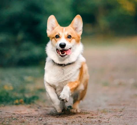 Чем опасны паразиты для кошек и собак?