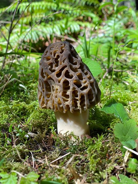 Morel Mushroom Identification What To Look For And What To