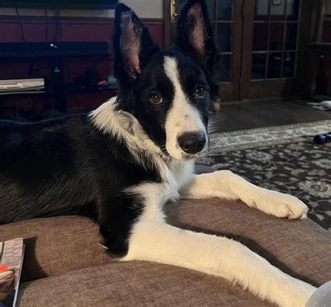 40 Unique Border Collie Names [with PICS!]