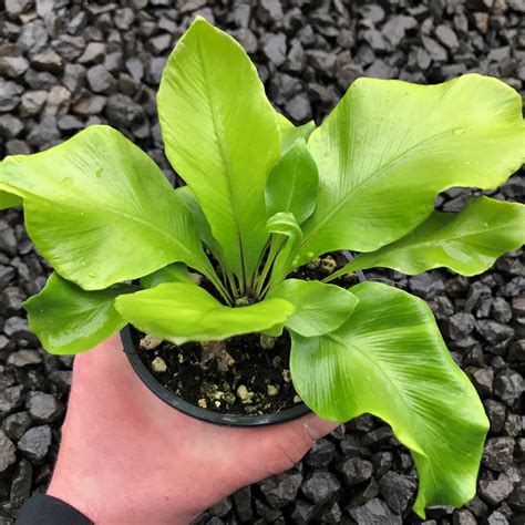 Asplenium Nidus Birds Nest Fern 45 Pot Little Prince To Go