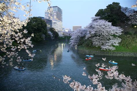 千鳥ヶ淵の夜桜 Japan Web Magazine