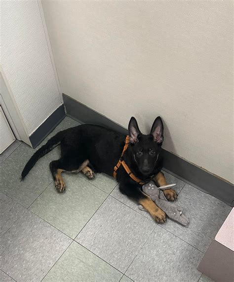 Friendly Pets | Greensboro NC