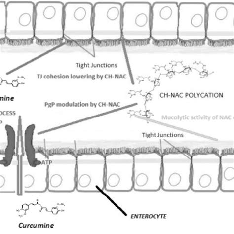 Postulated Mechanism Of Action Of Enterosoma Tm In Modulating Pgp